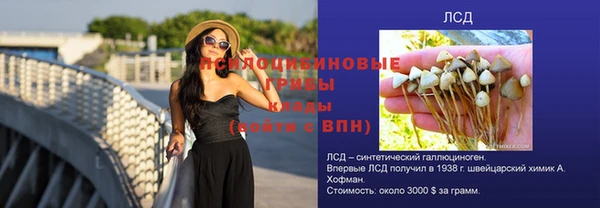 амф Снежногорск